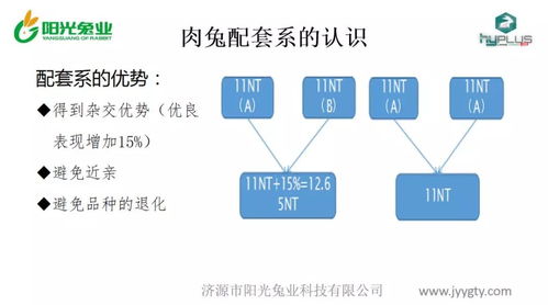 阳光兔业谈肉兔配套系的认识以及饲养管理关键点